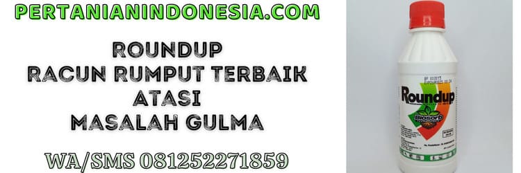 gulma,roundup,roundup 486 sl,monagro kimia,rumput liar